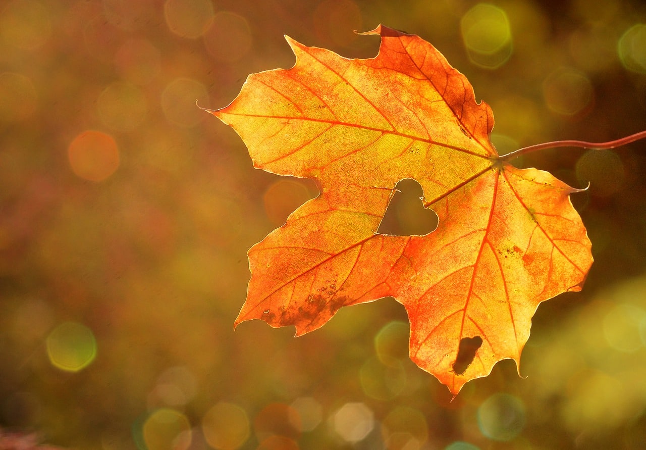 Herfstvakantie
